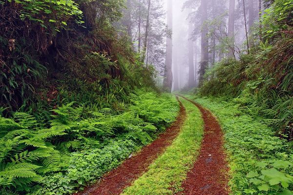Jones, Adam 아티스트의 Old roadway through foggy redwood forest-Redwood National Park-California작품입니다.